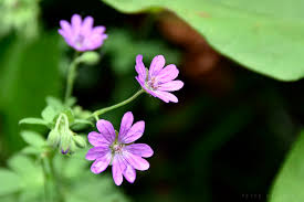 Attēlu rezultāti vaicājumam “Geranium pyrenaicum”