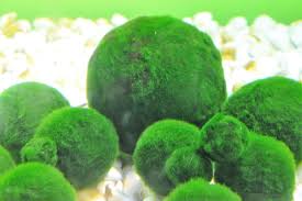 Imagini pentru Cladophora aegagropila