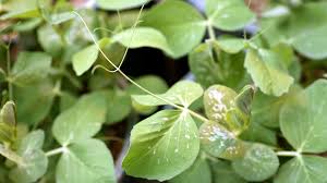 Attēlu rezultāti vaicājumam “Pisum sativum leaf”