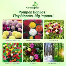 Image result for Dahlia x pinnata `Pompon Lilliput`