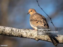 Image result for Zenaida macroura