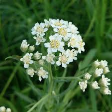 Attēlu rezultāti vaicājumam “Achillea salicifolia flower”