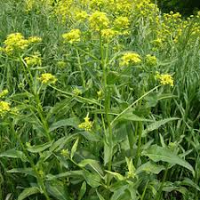 Attēlu rezultāti vaicājumam “Bunias orientalis bud”