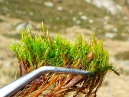 Attēlu rezultāti vaicājumam “Dicranum bergeri”