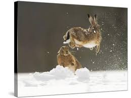 Attēlu rezultāti vaicājumam “Lepus europaeus adult”