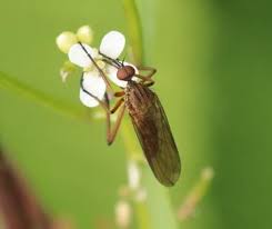 Attēlu rezultāti vaicājumam “Empis sp.”