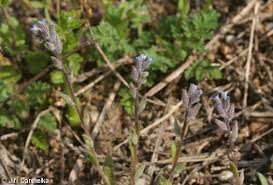 Attēlu rezultāti vaicājumam “Myosotis stricta”