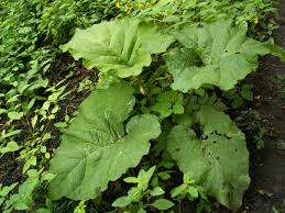 Attēlu rezultāti vaicājumam “Arctium nemorosum”