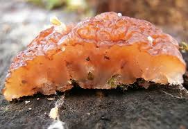 Attēlu rezultāti vaicājumam “Exidia cartilaginea”