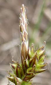 Attēlu rezultāti vaicājumam “Carex pilulifera”