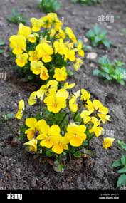 Attēlu rezultāti vaicājumam “Viola x williamsii”