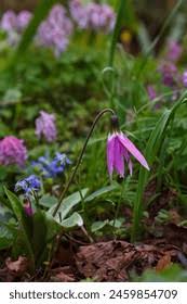 Attēlu rezultāti vaicājumam “Erythronium sibiricum”