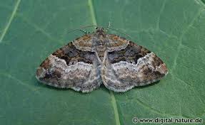 Attēlu rezultāti vaicājumam “Xanthorhoe biriviata”