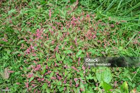 Attēlu rezultāti vaicājumam “Persicaria maculosa”
