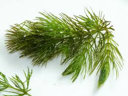 Attēlu rezultāti vaicājumam “Ceratophyllum demersum leaf”