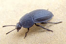 Attēlu rezultāti vaicājumam “Silpha obscura”