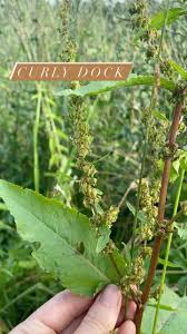Attēlu rezultāti vaicājumam “Rumex crispus fruit”