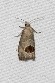 Attēlu rezultāti vaicājumam “Notocelia uddmanniana”