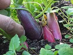 Attēlu rezultāti vaicājumam “Raphanus sativus”