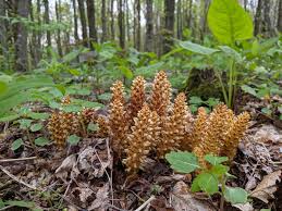 Attēlu rezultāti vaicājumam “Orobanchaceae”
