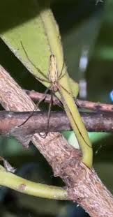 Attēlu rezultāti vaicājumam “Tetragnatha montana”