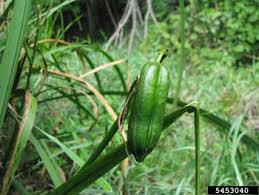 Attēlu rezultāti vaicājumam “Iris pseudacorus fruit”