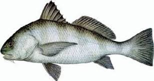 Image result for Archosargus probatocephalus