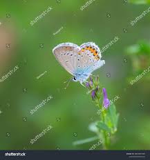 Attēlu rezultāti vaicājumam “Plebejus argyrognomon underside”