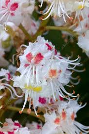 Attēlu rezultāti vaicājumam “Aesculus hippocastanum flower”