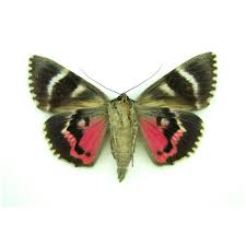 Attēlu rezultāti vaicājumam “Catocala sponsa”