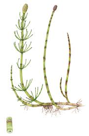 Attēlu rezultāti vaicājumam “Equisetum fluviatile”