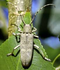 Attēlu rezultāti vaicājumam “Saperda carcharias”