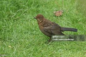 Attēlu rezultāti vaicājumam “Turdus merula juvenile”