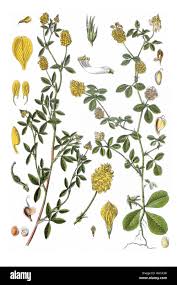 Attēlu rezultāti vaicājumam “Trifolium aureum”