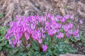 Image result for Cyclamen persicum