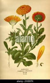 Attēlu rezultāti vaicājumam “Calendula officinalis leaf”