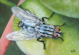 Attēlu rezultāti vaicājumam “Sarcophaga carnaria”