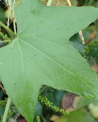 Attēlu rezultāti vaicājumam “Echinocystis lobata leaf”