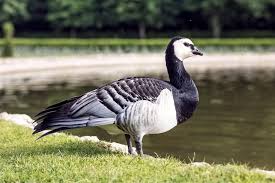 Attēlu rezultāti vaicājumam “Branta leucopsis adult”