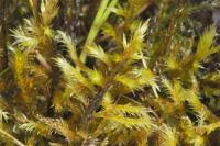 Attēlu rezultāti vaicājumam “Tomentypnum nitens”