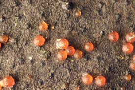 Attēlu rezultāti vaicājumam “Nectria episphaeria”