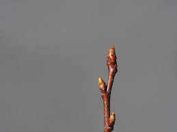 Attēlu rezultāti vaicājumam “Prunus cerasifera var. divaricata bud”