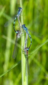 Attēlu rezultāti vaicājumam “Coenagrion pulchellum”