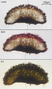 Attēlu rezultāti vaicājumam “Plectocarpon lichenum”