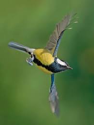 Attēlu rezultāti vaicājumam “Parus major”