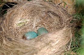 Attēlu rezultāti vaicājumam “Turdus merula eggs”