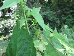 Attēlu rezultāti vaicājumam “Calystegia sepium fruit”
