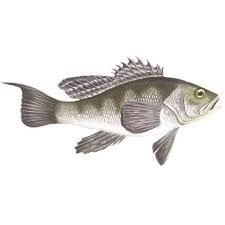 Image result for Centropristis striata