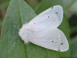 Attēlu rezultāti vaicājumam “Diaphora mendica”