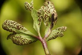 Attēlu rezultāti vaicājumam “Urocystis anemones”